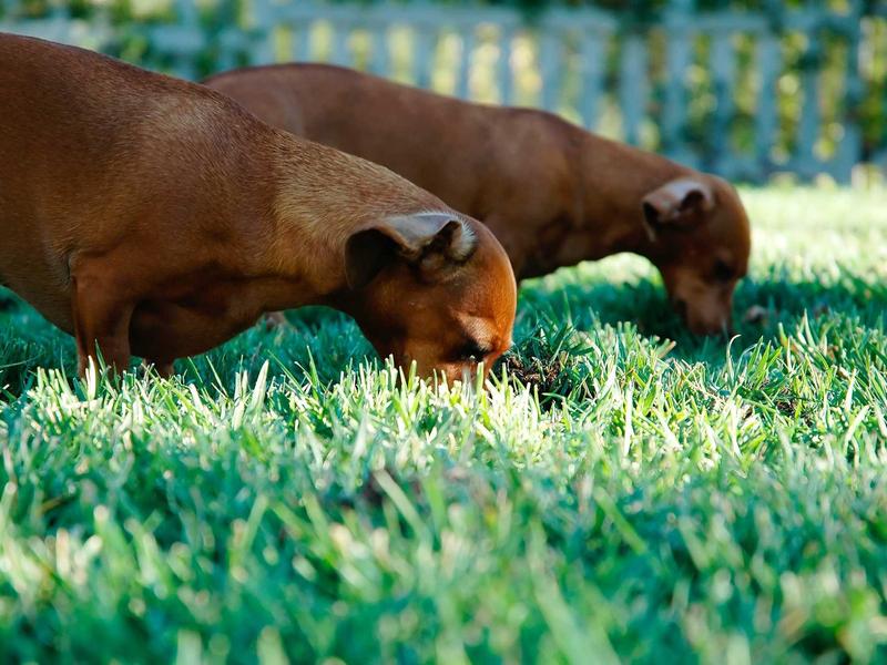 sudoku even odd sudoku screenshot 3